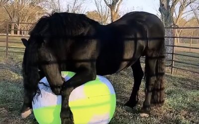 Un Barça desbocado se plantea ahora fichar a un caballo que «la toca muy bien»